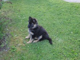 Hunde &raquo; A Wurf &raquo; Anka