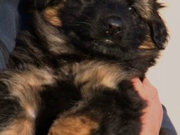 Hunde &raquo; A Wurf &raquo; Ares