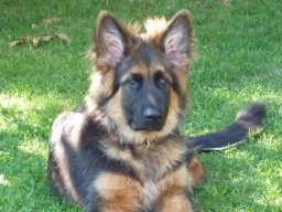 Hunde &raquo; A Wurf &raquo; Balu (München)