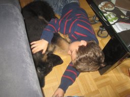 Hunde &raquo; A Wurf &raquo; Balu (Töging)