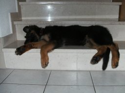 Hunde &raquo; A Wurf &raquo; Jimmy