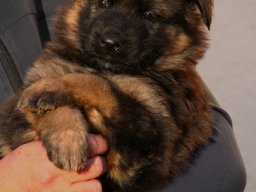 Hunde &raquo; A Wurf &raquo; Lisa