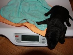 Hunde &raquo; A Wurf