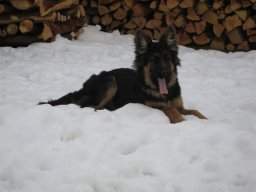 Hunde &raquo; Moritz