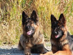 Hunde